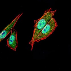 AP2 alpha Antibody (1A10C5) - BSA Free, Novus Biologicals 0.1mg; Unlabeled:Antibodies,