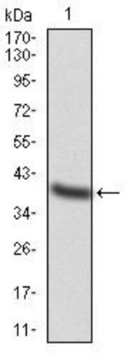 AP2 alpha Antibody (1A10C5) - BSA Free, Novus Biologicals 0.1mg; Unlabeled:Antibodies,