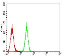 AP2 alpha Antibody (7D2B5) - BSA Free, Novus Biologicals 0.1mg; Unlabeled:Antibodies,