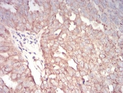 AP2 alpha Antibody (7D2B5) - BSA Free, Novus Biologicals 0.1mg; Unlabeled:Antibodies,