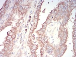 AP2 alpha Antibody (7D2B5) - BSA Free, Novus Biologicals 0.1mg; Unlabeled:Antibodies,
