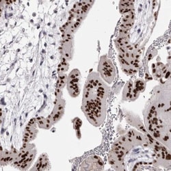AP2 alpha Antibody, Novus Biologicals:Antibodies:Primary Antibodies