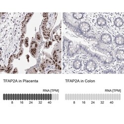 AP2 alpha Antibody, Novus Biologicals:Antibodies:Primary Antibodies