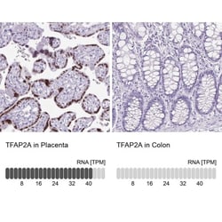 AP2 alpha Antibody, Novus Biologicals:Antibodies:Primary Antibodies