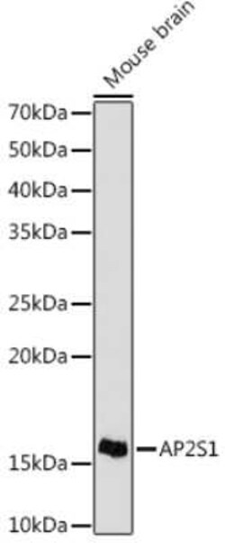 AP2S1 Rabbit anti-Mouse, Clone: 4G1G1, Novus Biologicals:Antibodies:Primary