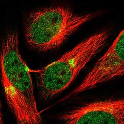 AP3B1 Antibody, Novus Biologicals 0.1mL; Unlabeled:Antibodies, Polyclonal