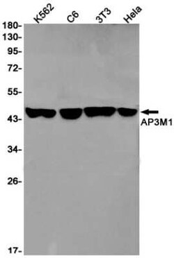 AP3M1 Rabbit anti-Human, Clone: S08-8D2, Novus Biologicals 25 &mu;g; Unconjugated:Antibodies,