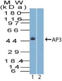 AP3M1 Antibody, Novus Biologicals 0.025mg; Unlabeled:Antibodies, Polyclonal
