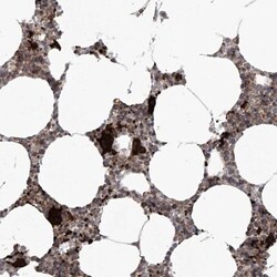 APAF-1 Antibody, Novus Biologicals:Antibodies:Primary Antibodies