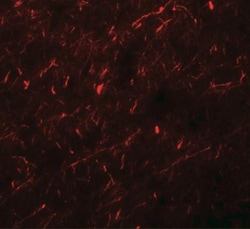 APBA1 Antibody - BSA Free, Novus Biologicals:Antibodies:Primary Antibodies