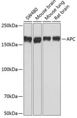 APC Rabbit anti-Human, Mouse, Rat, Clone: 8X7Q1, Novus Biologicals 100 &mu;g | Buy Online | Bio-Techne | Fisher Scientific