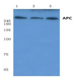 APC Antibody - BSA Free, Novus Biologicals 0.025mg; Unlabeled:Antibodies,
