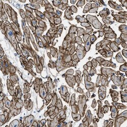 APEG1 Antibody, Novus Biologicals:Antibodies:Primary Antibodies