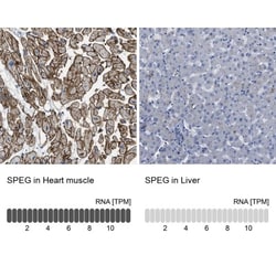 APEG1 Antibody, Novus Biologicals:Antibodies:Primary Antibodies