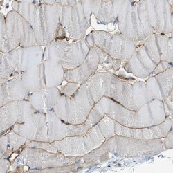 APEG1 Antibody, Novus Biologicals:Antibodies:Primary Antibodies