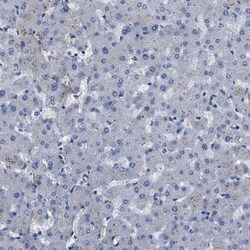 APEG1 Antibody, Novus Biologicals:Antibodies:Primary Antibodies