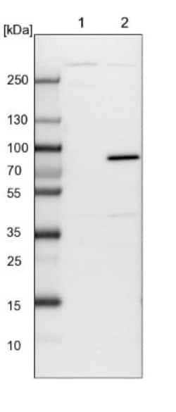 APEH Antibody, Novus Biologicals:Antibodies:Primary Antibodies
