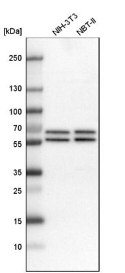 API5 Antibody, Novus Biologicals:Antibodies:Primary Antibodies