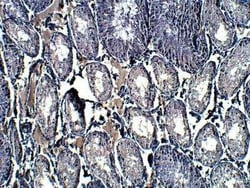 APJ/Apelin receptor Antibody, Novus Biologicals 100 &mu;g; Unconjugated:Antibodies,