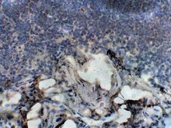 APJ/Apelin receptor Antibody, Novus Biologicals 100 &mu;g; Unconjugated:Antibodies,