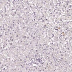 APLP-1 Antibody, Novus Biologicals 25 &mu;L; Unlabeled:Antibodies, Polyclonal