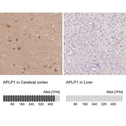 APLP-1 Antibody, Novus Biologicals 25 &mu;L; Unlabeled:Antibodies, Polyclonal