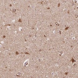 APLP-1 Antibody, Novus Biologicals:Antibodies:Primary Antibodies