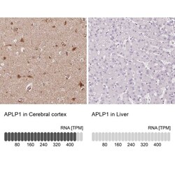 APLP-1 Antibody, Novus Biologicals:Antibodies:Primary Antibodies