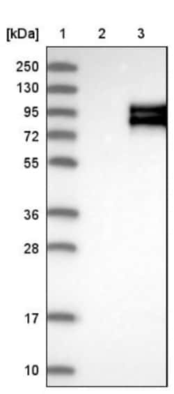 APLP-1 Antibody, Novus Biologicals 25 &mu;L; Unlabeled:Antibodies, Polyclonal