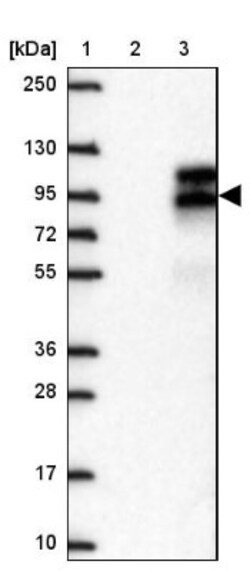 APLP-1 Antibody, Novus Biologicals:Antibodies:Primary Antibodies
