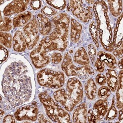 APLP-2 Antibody, Novus Biologicals:Antibodies:Primary Antibodies