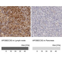 APOBEC3G Antibody, Novus Biologicals 0.1mL; Unlabeled:Antibodies, Polyclonal