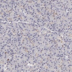 APOBEC3G Antibody, Novus Biologicals 0.1mL; Unlabeled:Antibodies, Polyclonal
