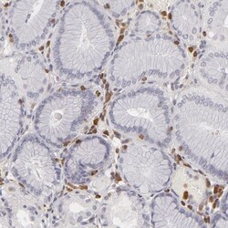 APOBEC3G Antibody, Novus Biologicals 0.1mL; Unlabeled:Antibodies, Polyclonal