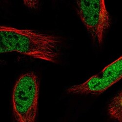 APOL6 Antibody, Novus Biologicals 0.1mL; Unlabeled:Antibodies, Polyclonal