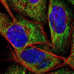 APOO Antibody, Novus Biologicals:Antibodies:Primary Antibodies