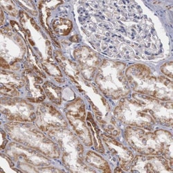 APOOL Antibody, Novus Biologicals 0.1mL; Unlabeled:Antibodies, Polyclonal