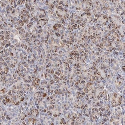 APOOL Antibody, Novus Biologicals 0.1mL; Unlabeled:Antibodies, Polyclonal