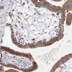 APOOL Antibody, Novus Biologicals 0.1mL; Unlabeled:Antibodies, Polyclonal