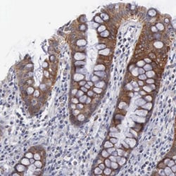 APOOL Antibody, Novus Biologicals 0.1mL; Unlabeled:Antibodies, Polyclonal