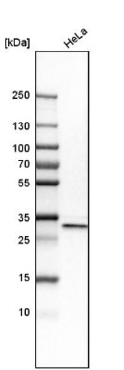 APOOL Antibody, Novus Biologicals 0.1mL; Unlabeled:Antibodies, Polyclonal