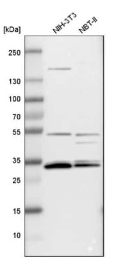 APOOL Antibody, Novus Biologicals 0.1mL; Unlabeled:Antibodies, Polyclonal