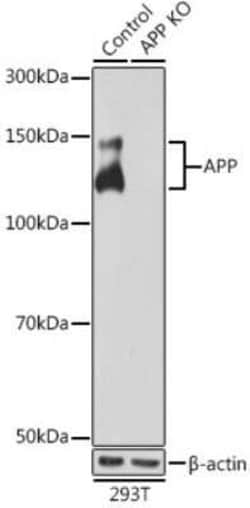APP Rabbit anti-Human, Mouse, Rat, Clone: 3A8S2, Novus Biologicals:Antibodies:Primary