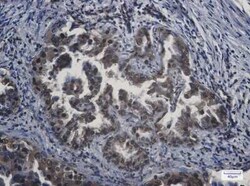 APPL Rabbit anti-Human, Mouse, Rat, Clone: S05-8D5, Novus Biologicals 25
