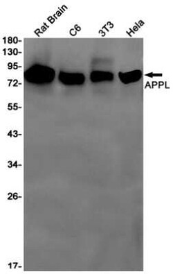APPL Rabbit anti-Human, Mouse, Rat, Clone: S05-8D5, Novus Biologicals 25