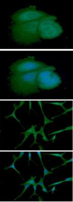 ARF1 Antibody (1B3) - BSA Free, Novus Biologicals 100&mu;L; Unlabeled:Antibodies,