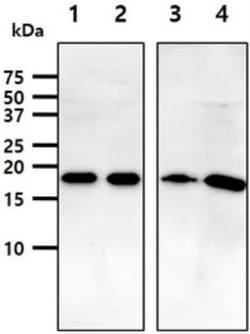 ARF1 Antibody (1B3) - BSA Free, Novus Biologicals 100&mu;L; Unlabeled:Antibodies,