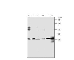 ARF4 Antibody, Novus Biologicals 100 &mu;g | Buy Online | Novus Biologicals | Fisher Scientific