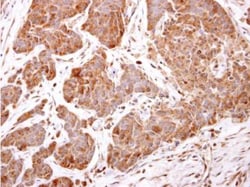 ARF5 Antibody, Novus Biologicals 100 &mu;L | Buy Online | Novus Biologicals | Fisher Scientific