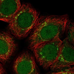 ARFIP1 Antibody, Novus Biologicals:Antibodies:Primary Antibodies